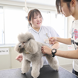 中央動物専門学校
