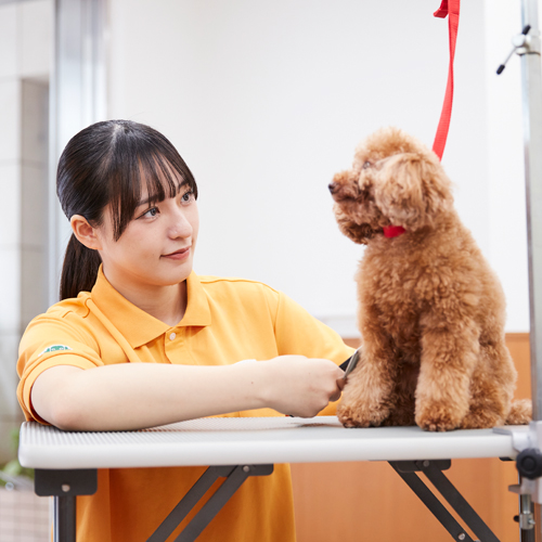 国際動物専門学校