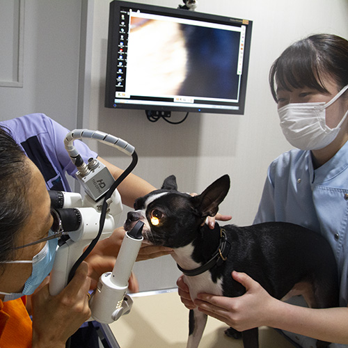 ヤマザキ動物看護専門職短期大学4
