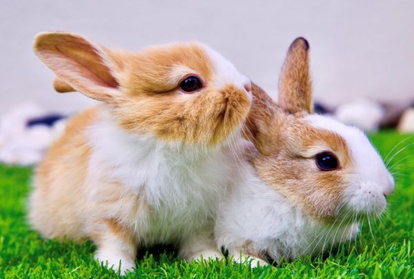 群馬動物専門学校