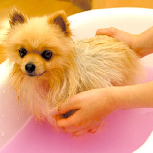 ペットエステティシャン体験＜アロマ＞／大阪ＥＣＯ動物海洋専門学校