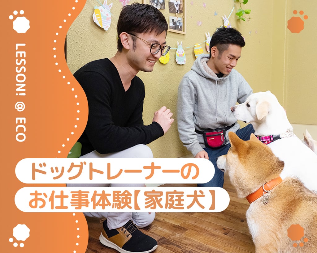 ドッグトレーナー体験＜家庭犬＞／大阪ＥＣＯ動物海洋専門学校