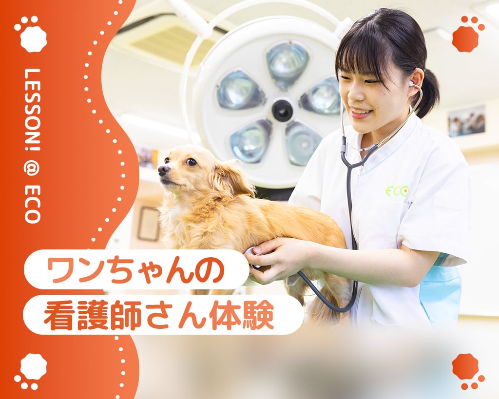 ワンちゃんの看護師さん体験／大阪ＥＣＯ動物海洋専門学校