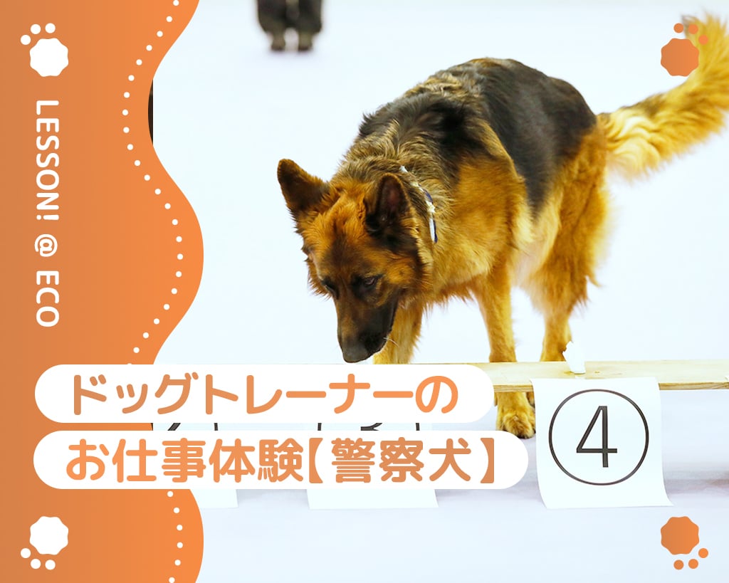 ドッグトレーナー体験＜警察犬＞／大阪ＥＣＯ動物海洋専門学校