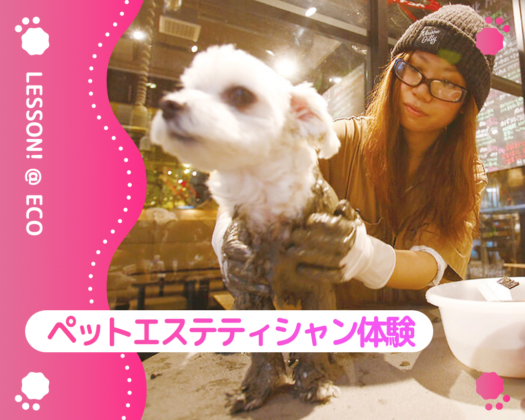 ペットエステティシャン体験／大阪ＥＣＯ動物海洋専門学校