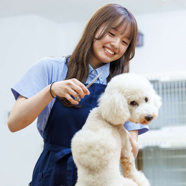 体験メニュー
（ペットトリマー＆エステティシャン）／名古屋ＥＣＯ動物海洋専門学校