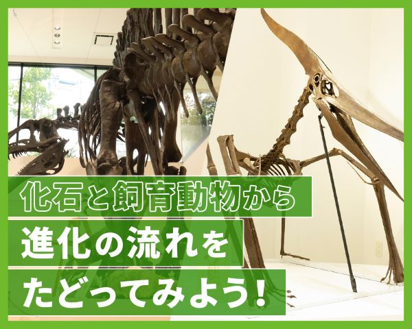 化石と飼育動物から、進化の流れをたどってみよう！／ＴＣＡ東京ＥＣＯ動物海洋専門学校