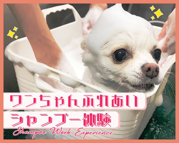 ワンちゃんふれあいシャンプー体験／ＴＣＡ東京ＥＣＯ動物海洋専門学校