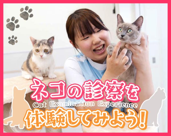 ネコの診察を体験してみよう！／ＴＣＡ東京ＥＣＯ動物海洋専門学校