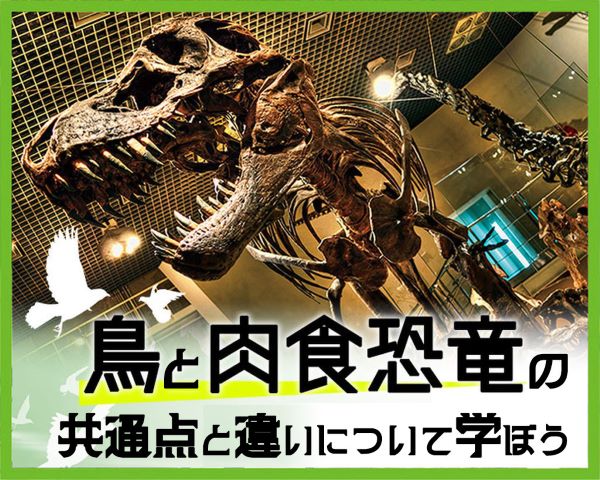 鳥と肉食恐竜の共通点と違いについて学ぼう／ＴＣＡ東京ＥＣＯ動物海洋専門学校