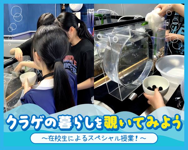 クラゲの暮らしを覗いてみよう／ＴＣＡ東京ＥＣＯ動物海洋専門学校