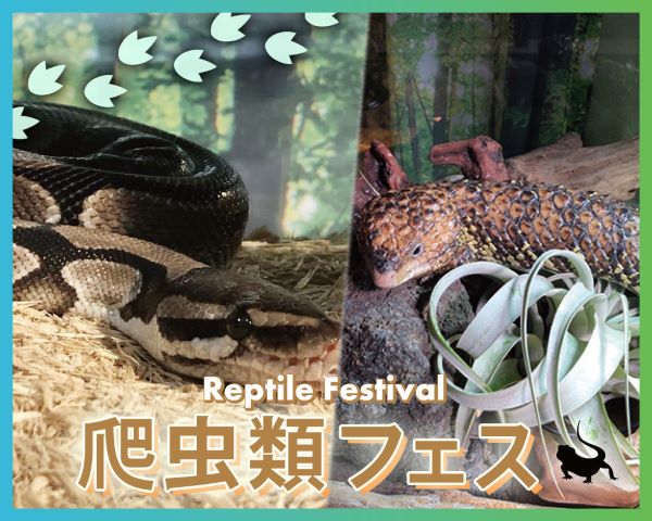 爬虫類フェス／ＴＣＡ東京ＥＣＯ動物海洋専門学校
