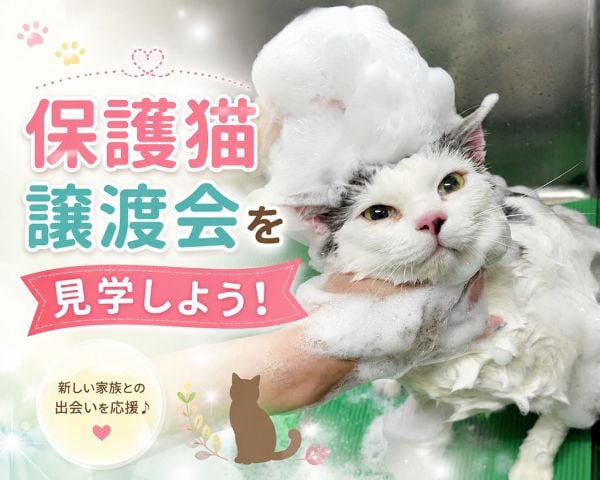 保護猫譲渡会を見学しよう！／ＴＣＡ東京ＥＣＯ動物海洋専門学校