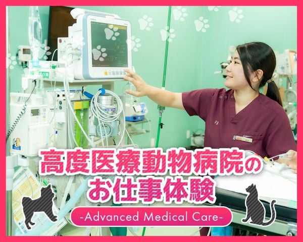高度医療動物病院のお仕事体験／ＴＣＡ東京ＥＣＯ動物海洋専門学校