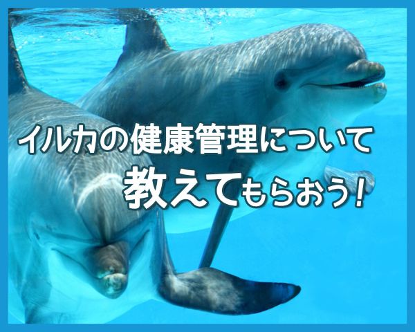 イルカの健康管理について教えてもらおう！／ＴＣＡ東京ＥＣＯ動物海洋専門学校