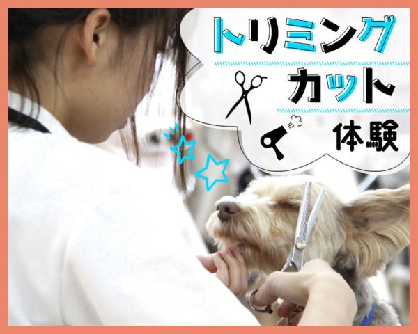 ワンちゃんトリミングカット体験／ＴＣＡ東京ＥＣＯ動物海洋専門学校