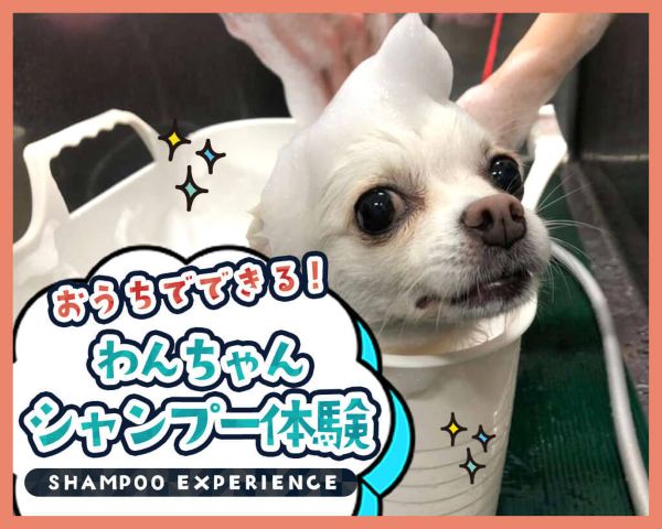 わんちゃんシャンプー体験／ＴＣＡ東京ＥＣＯ動物海洋専門学校