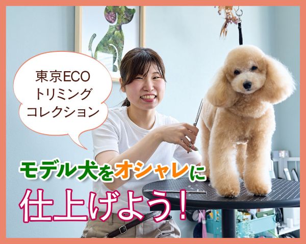 モデル犬をオシャレに仕上げよう！／ＴＣＡ東京ＥＣＯ動物海洋専門学校