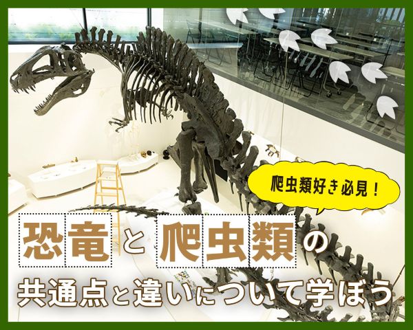 恐竜と爬虫類の共通点と違いについて学ぼう／ＴＣＡ東京ＥＣＯ動物海洋専門学校