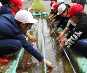 北海道　白老町立萩野小学校　５年生のみなさん2