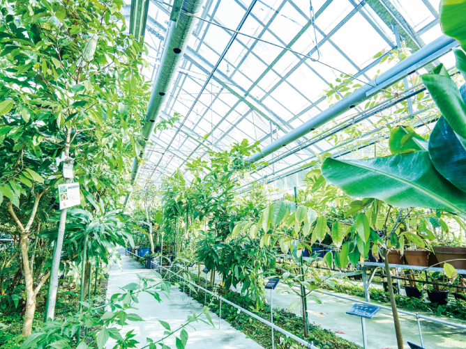 【薬学部附属　薬用植物園】生薬の原料となる多種多様な植物を栽培しており、授業や研究に利用されています。