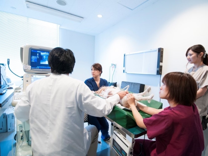 附属動物医療センター