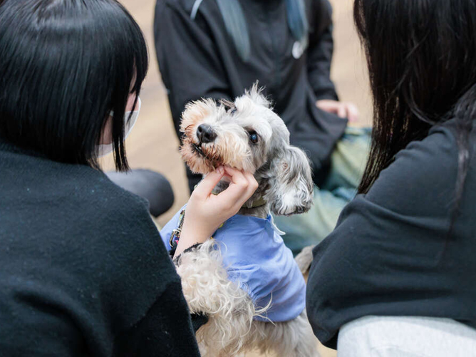 犬のふれあいもできます。