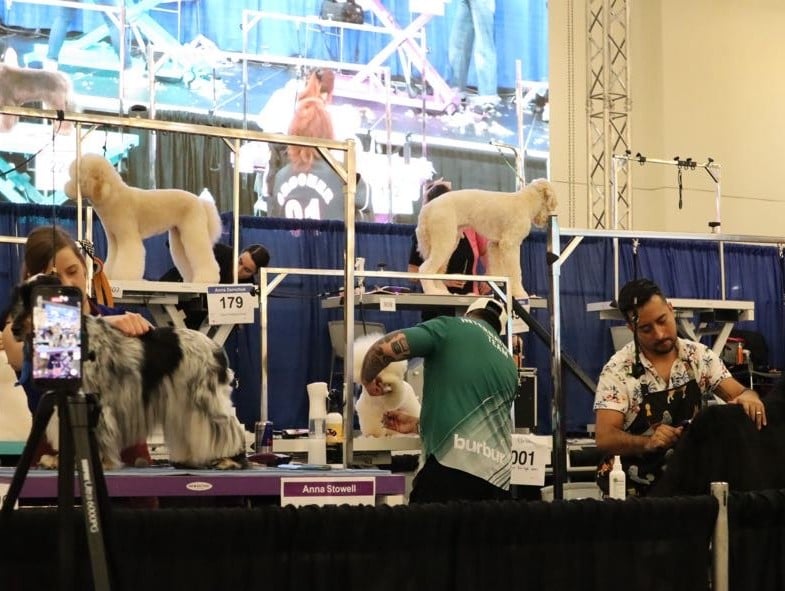 Groom Expo WestではMGL学園の卒業生がジャッジを務めました。世界のステージで活躍するグルーマーたちの技術に触れ、たくさんの刺激を受けました。
