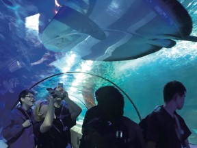 【オーストラリア研修】エンターテインメント性の高い水族館で飼育員からのレクチャーも受けることができます。
