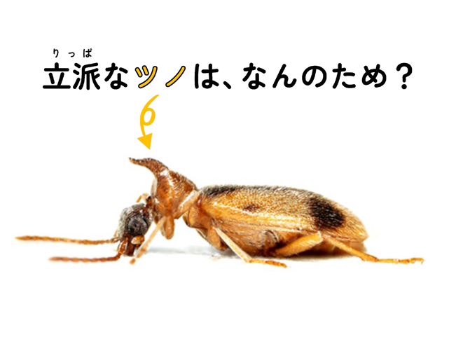 「昆虫が教えてくれる、自然の中に広がる見えないつながり」2