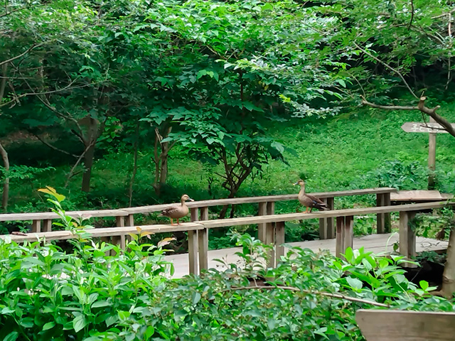 植草学園大学　ビオトープ「ヘイケボタル鑑賞会」2